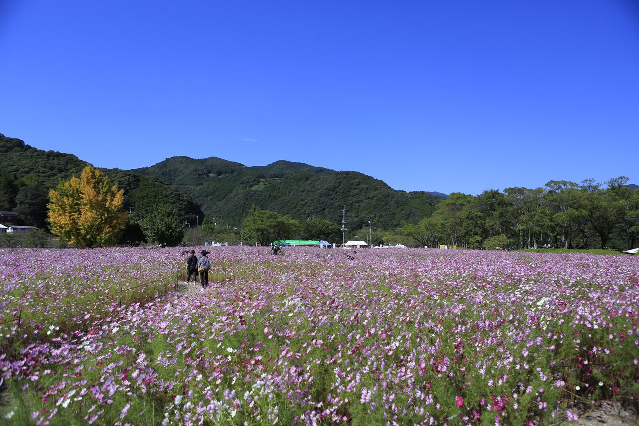 リョーマの旅 高知県越知町 宮の前公園 コスモス畑