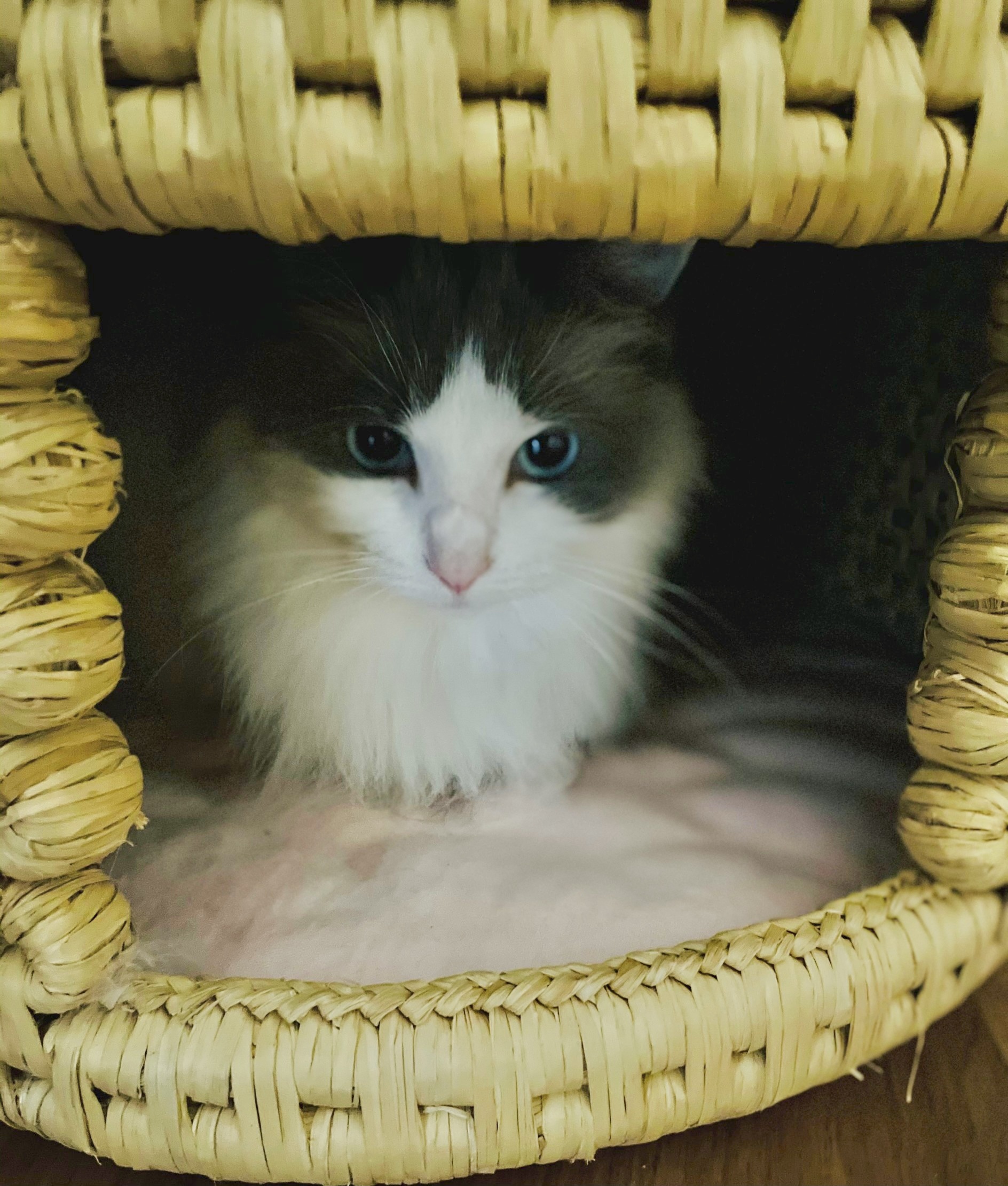 猫ちぐら