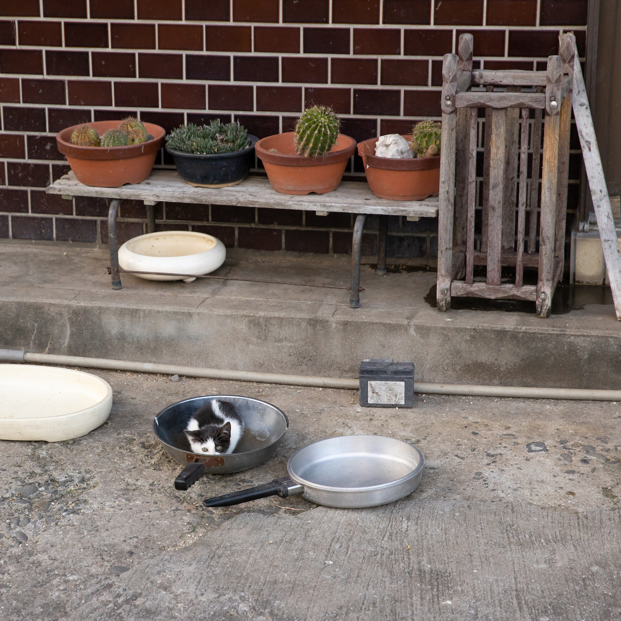 猫写真家 沖昌之の猫写真