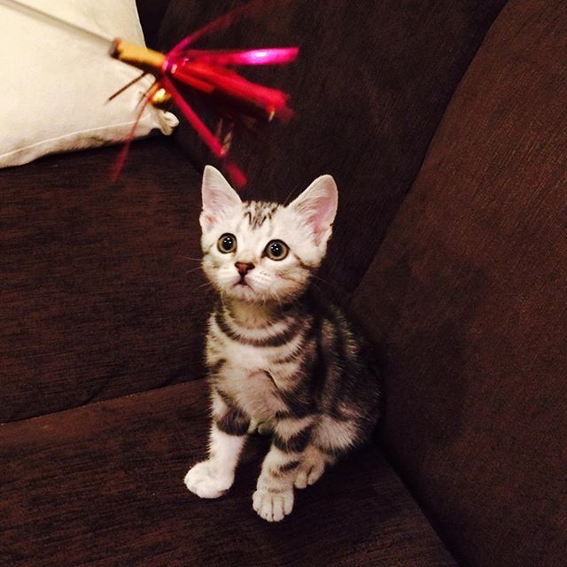 ベビーアラン やんちゃ