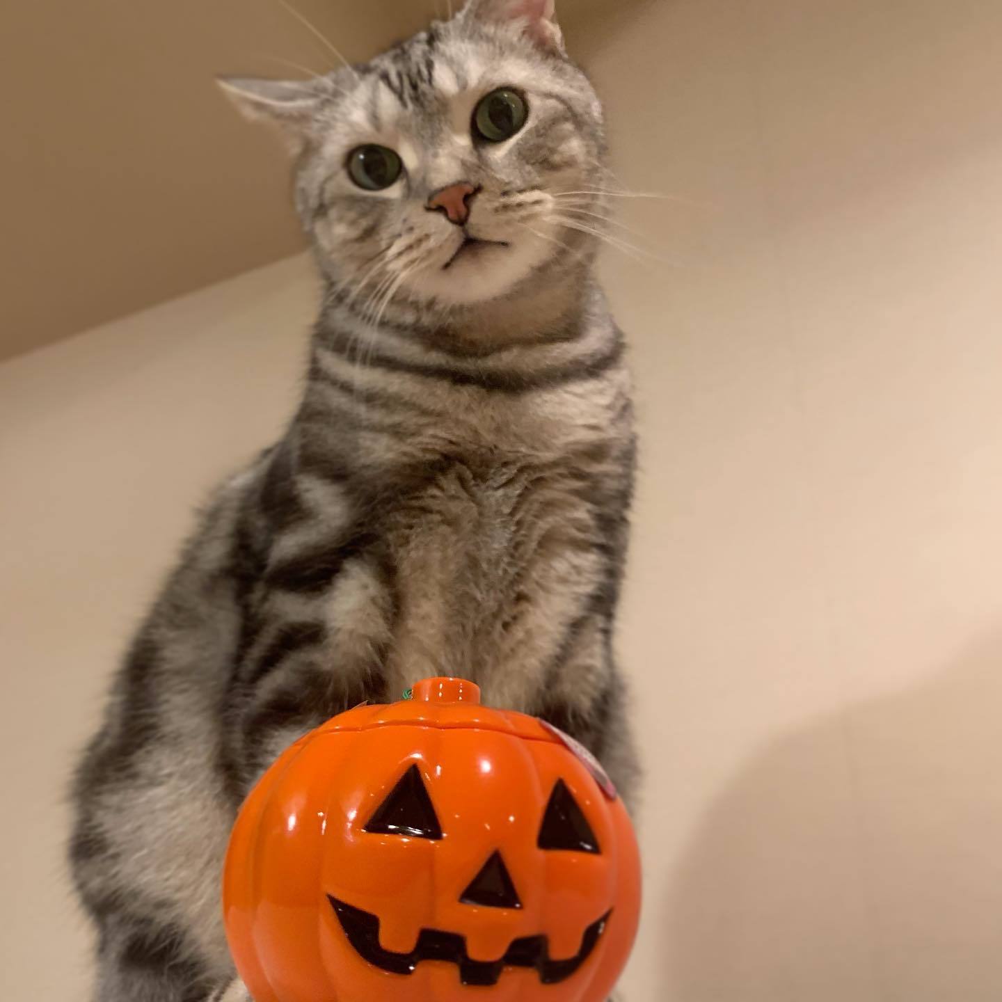 Happy Halloween!_1_1