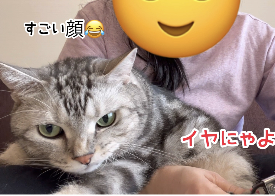 爪切りされてる猫がまさかの 悪い顔 Happy Plus ハピプラ