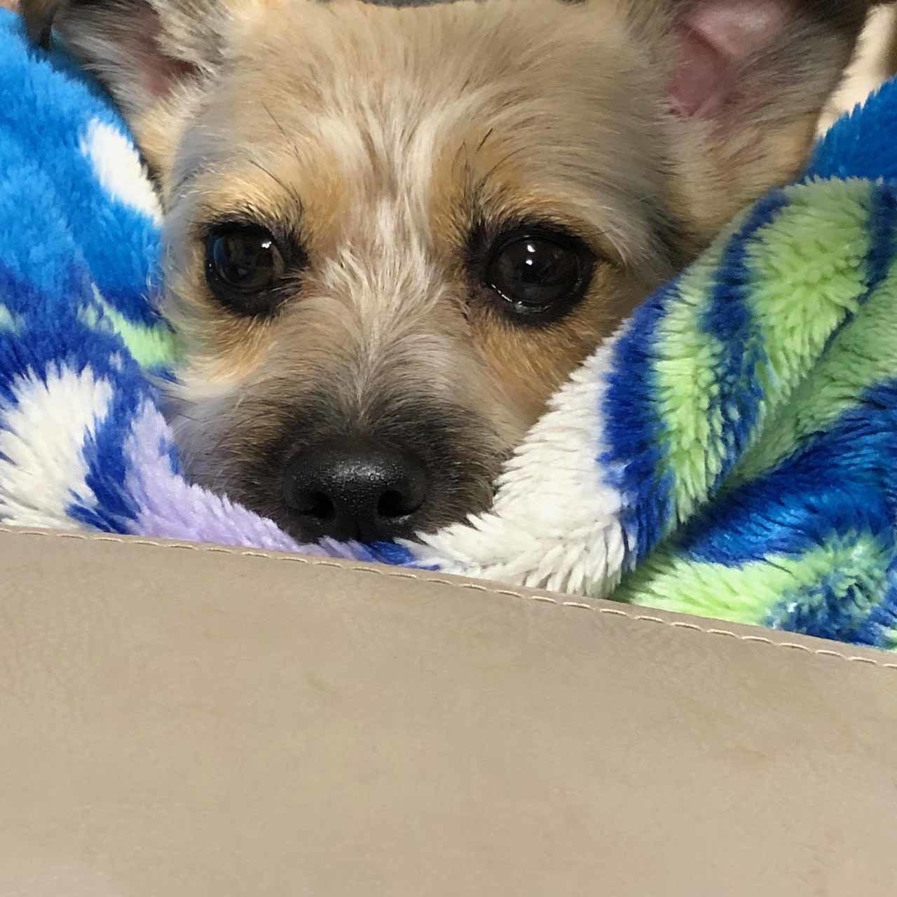 保護犬ケイトの顔アップ