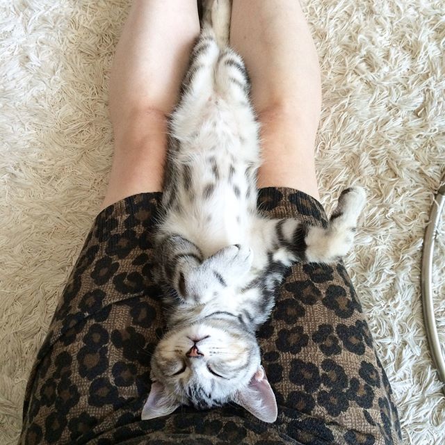 子猫のアラン