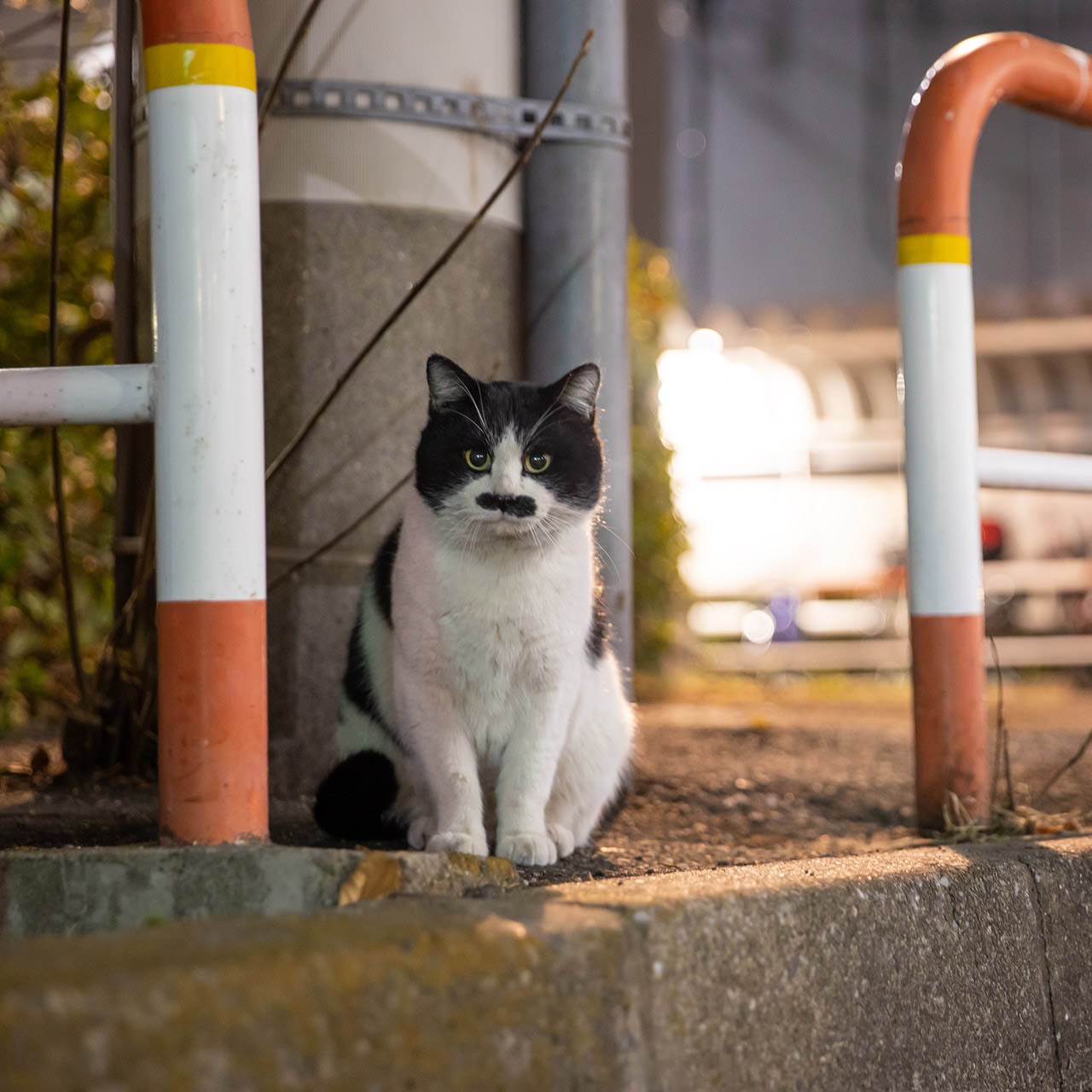 猫写真家 沖昌之の猫写真