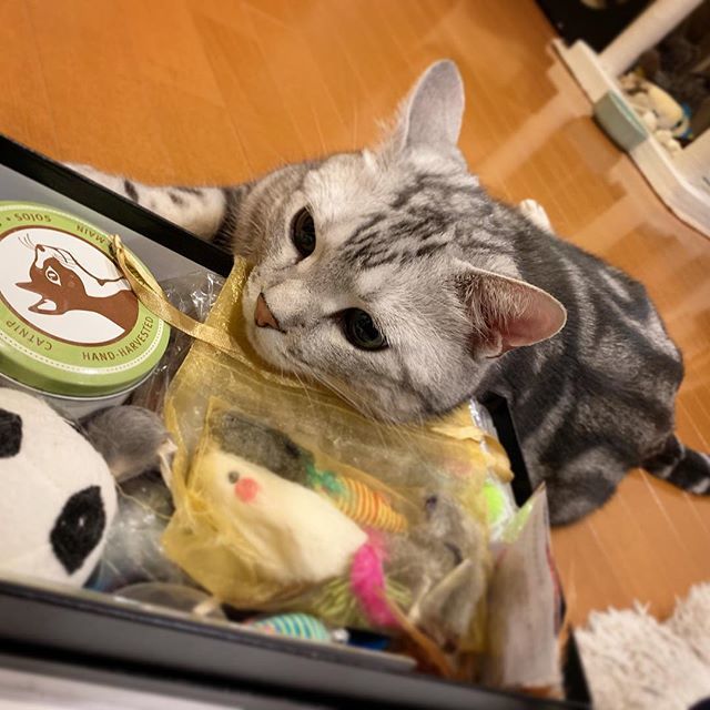 おもちゃいっぱいでご満悦!_1_3