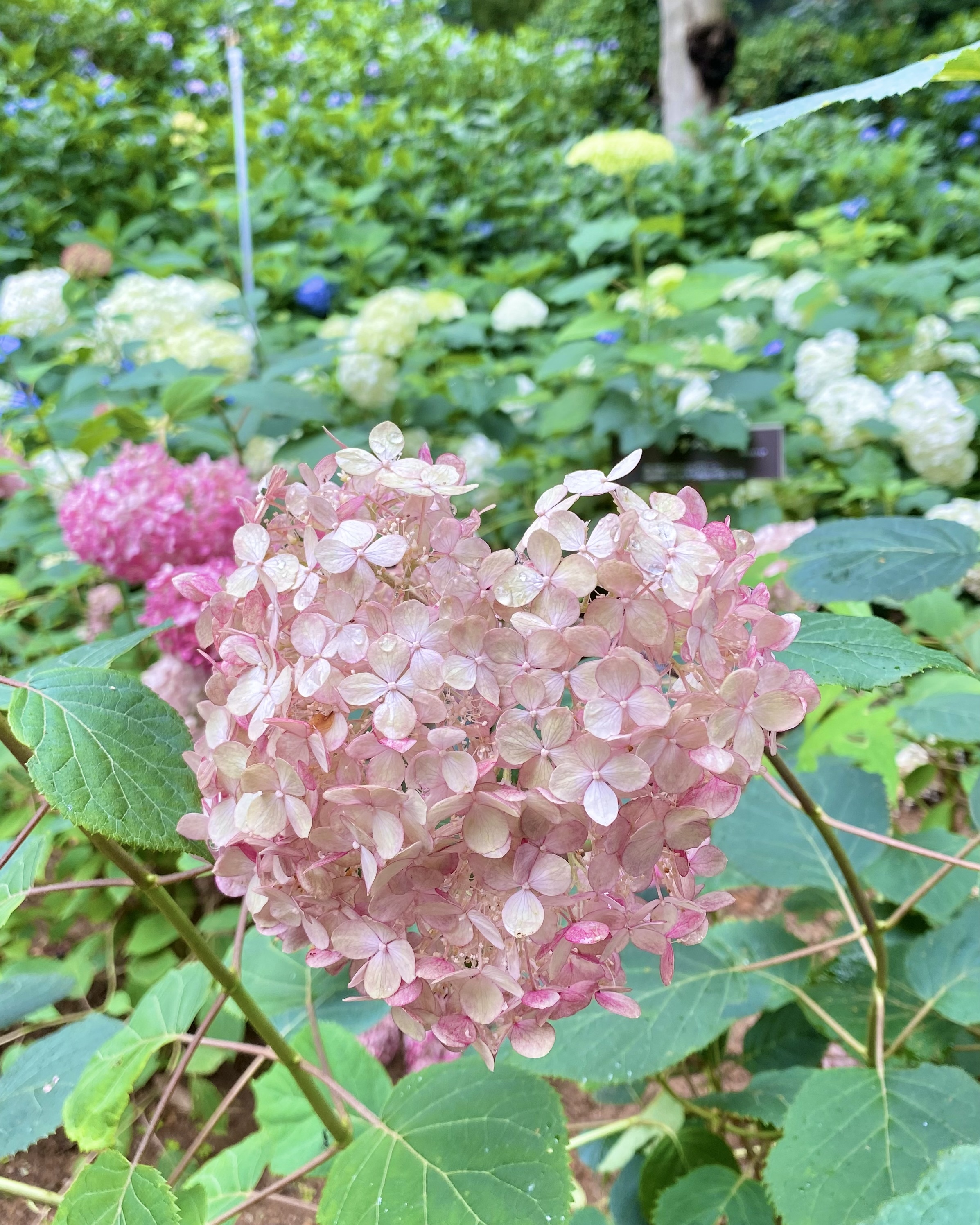 ハート型の紫陽花
