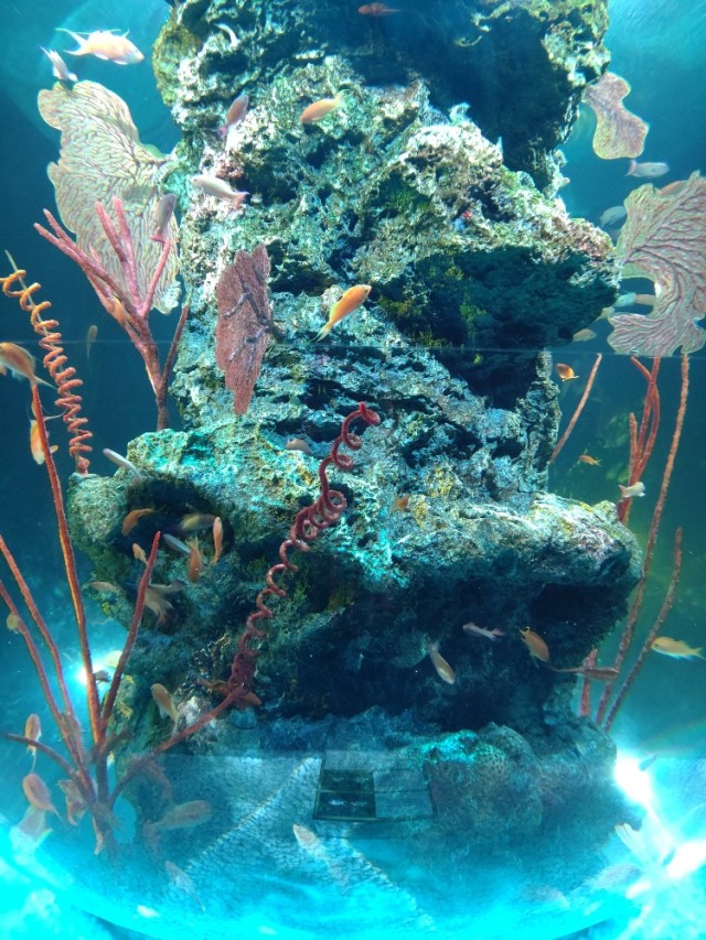 神戸 新感覚の都市型水族館アトアへ_1_5