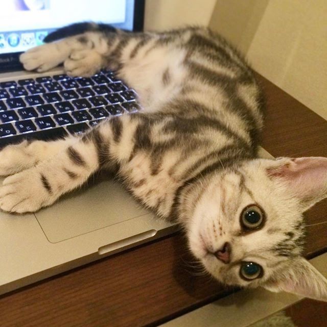 アラン テレワーク