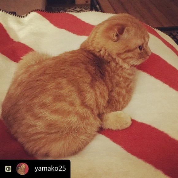 にゃんスタ