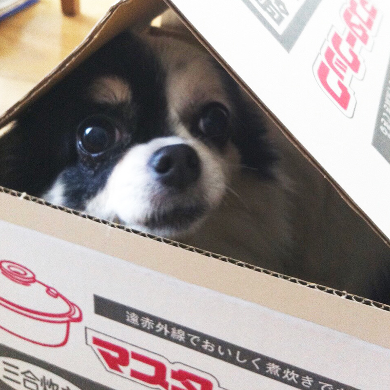 チワワ グミちゃん chihuahua gumi