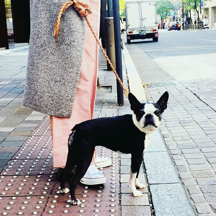 ボストンテリア すももちゃん bostonterrier sumomo