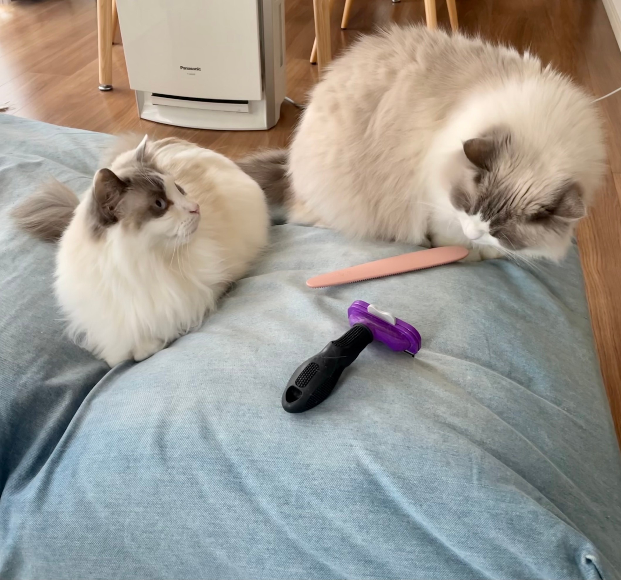 猫 上の子と下の子