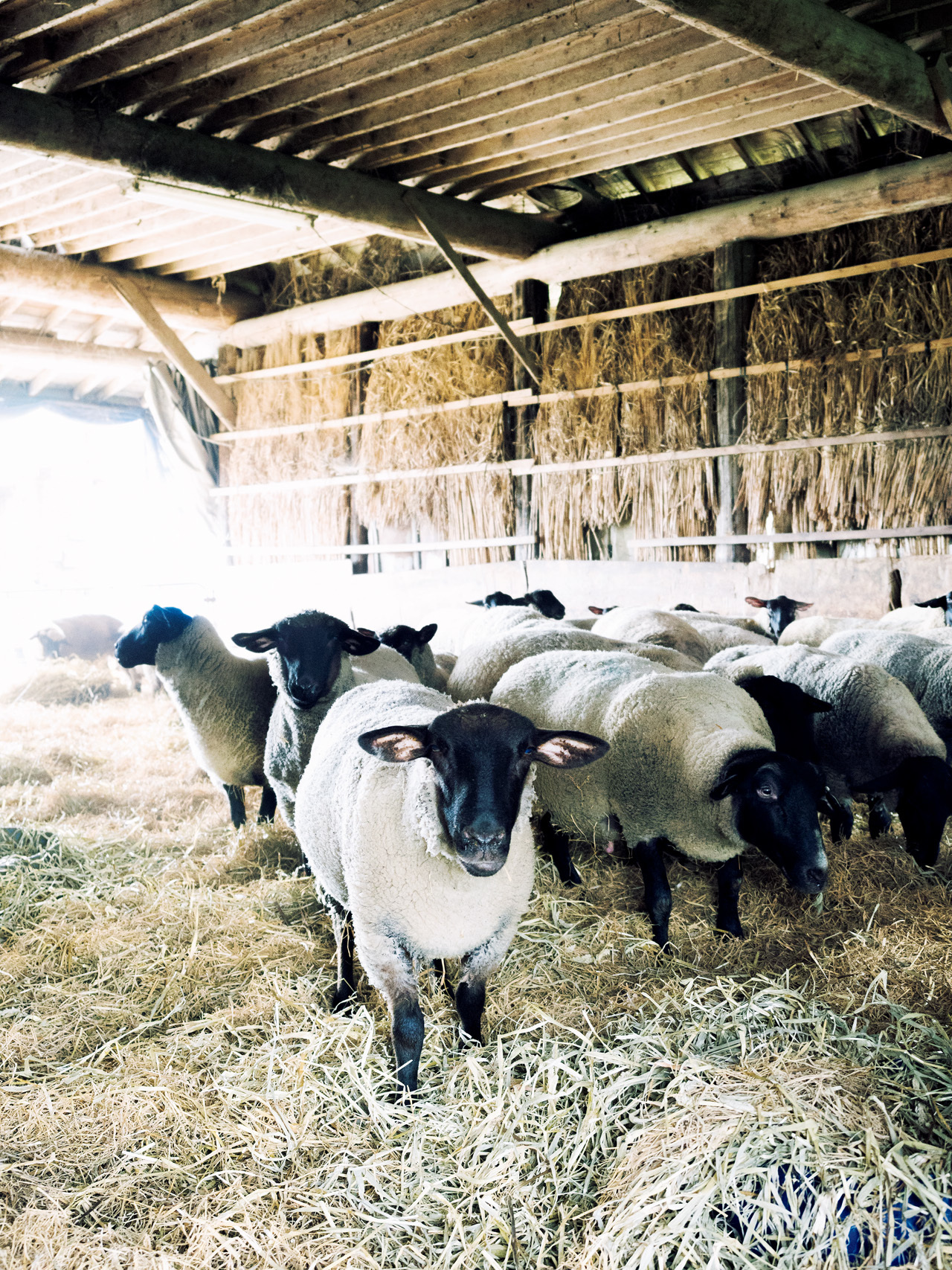 自家栽培の飼料で育てる 羊肉をワインとともに ひつじや Web Eclat 50代女性のためのファッション ビューティ ライフスタイル最新情報