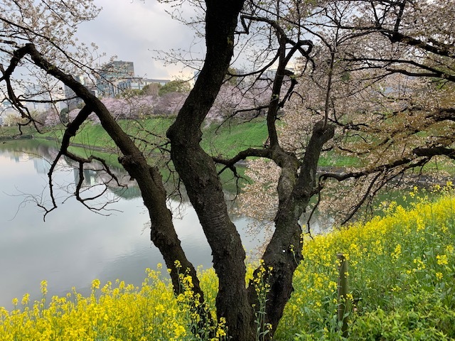そうだ!桜を見に皇居へいこう♪_1_2