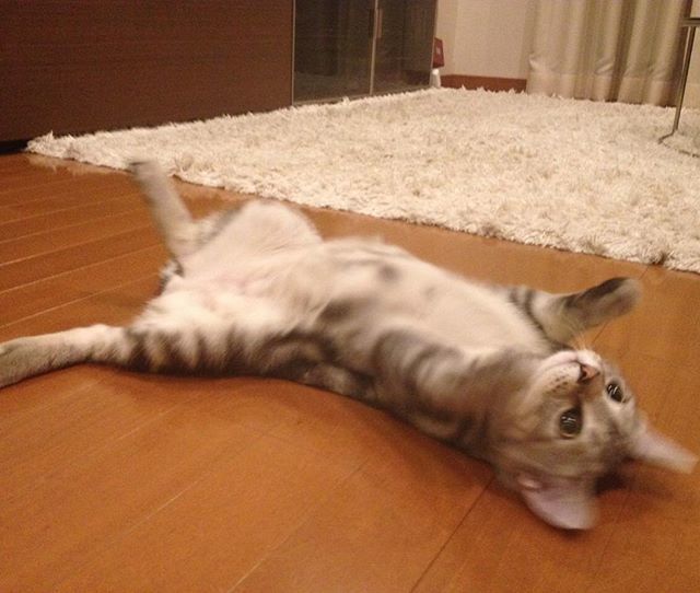 子猫のアラン