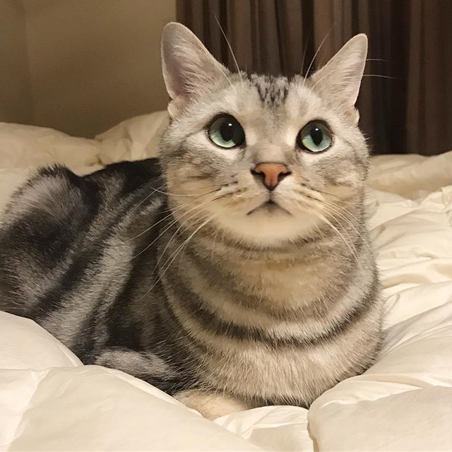ベッドは誰のもの?_1_1