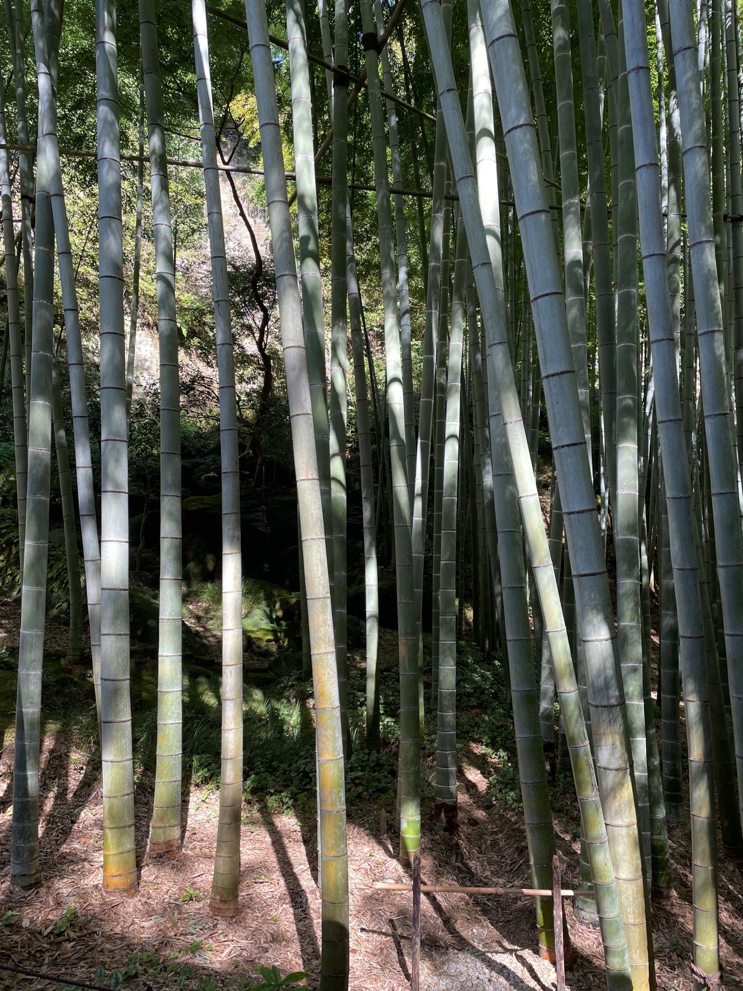 運動を兼ねて、いざ鎌倉報国寺へ_1_3