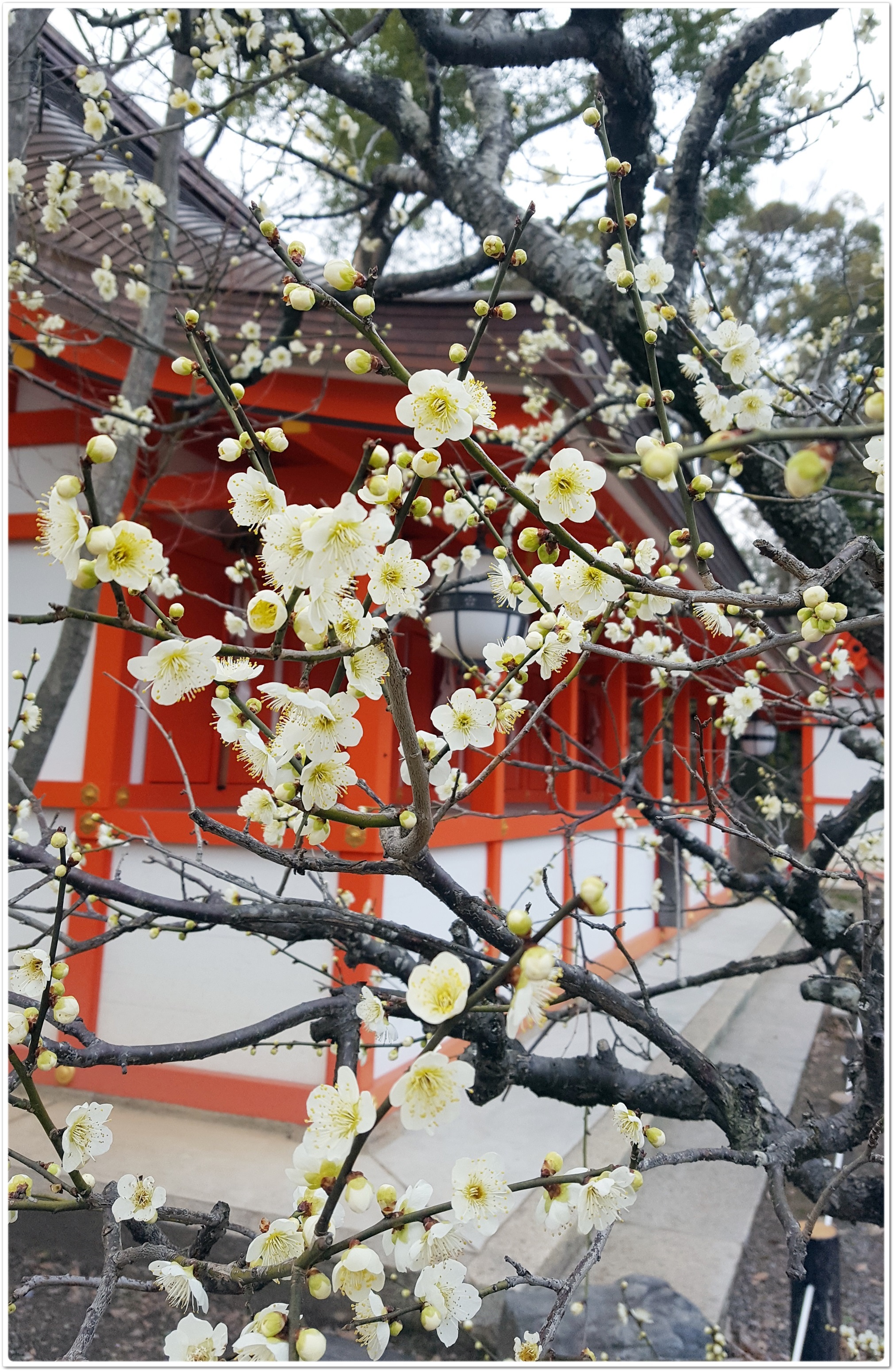 桜の前に出掛けてみませんか?京都で出会う梅の頃_1_1