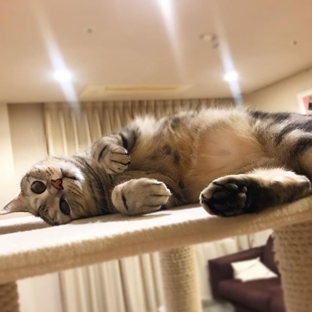アランくんはあれに似てる脱力ポーズ⁉︎_1_1