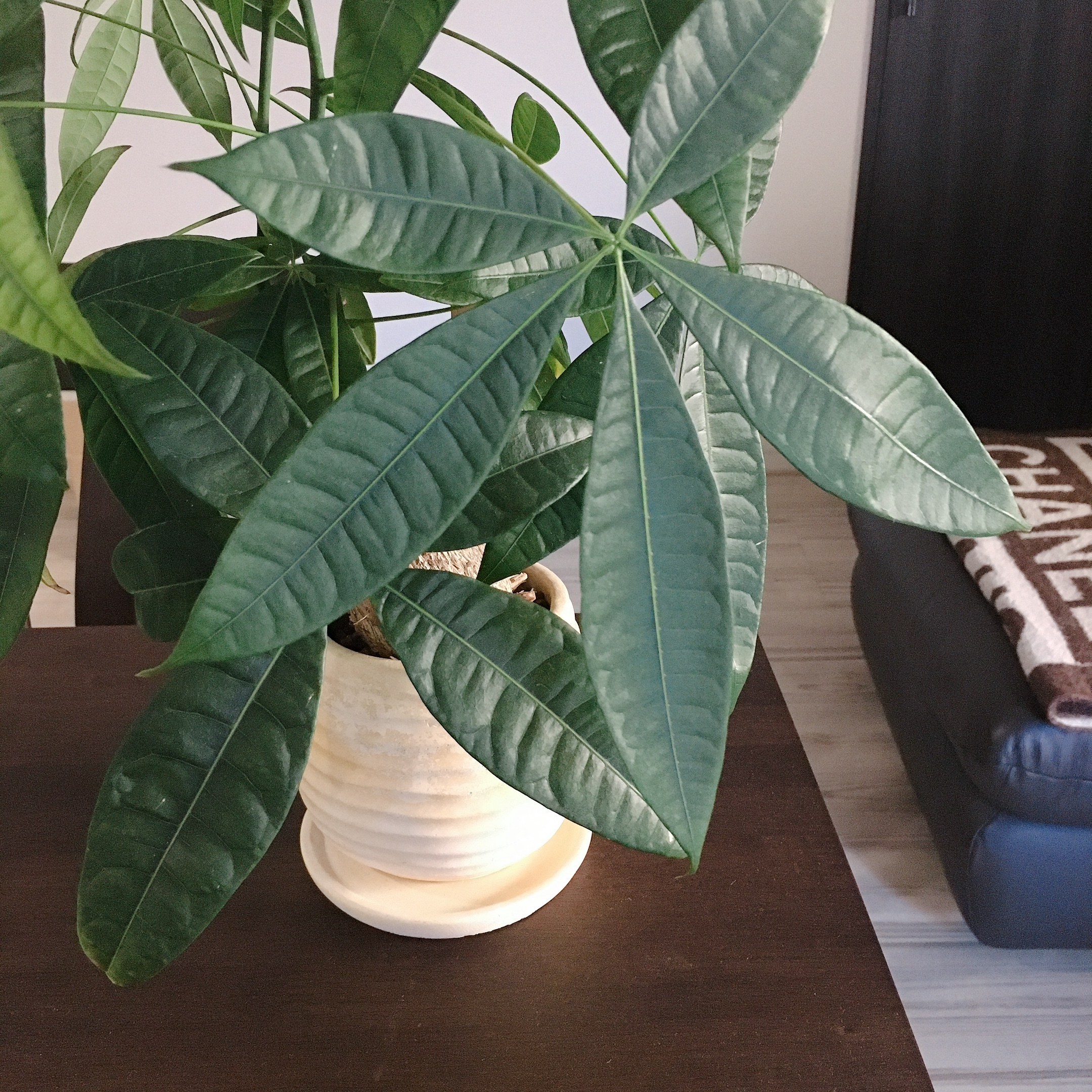 我が家の観葉植物パキラ