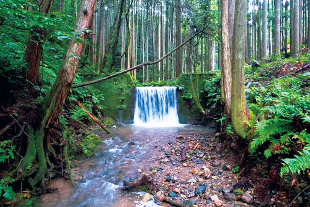 目の前の沢で体を冷やすことも可能