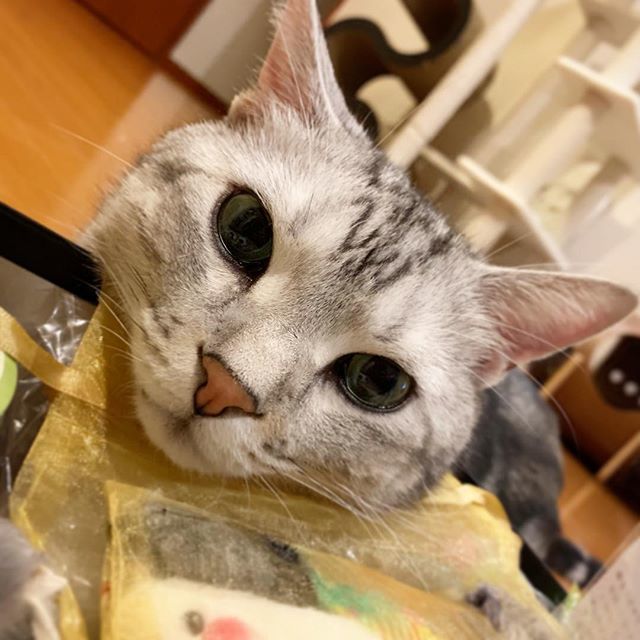 おもちゃいっぱいでご満悦!_1_4
