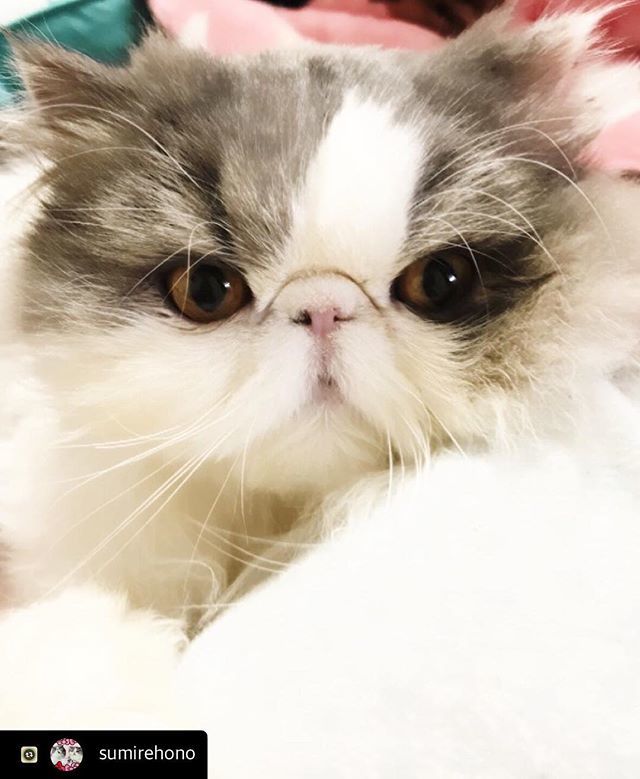 にゃんスタ