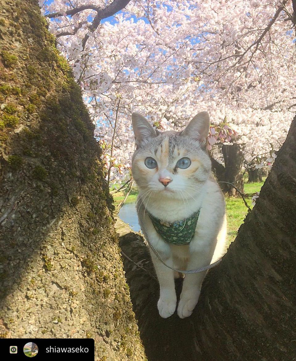 にゃんスタ写真 木登りでお花見