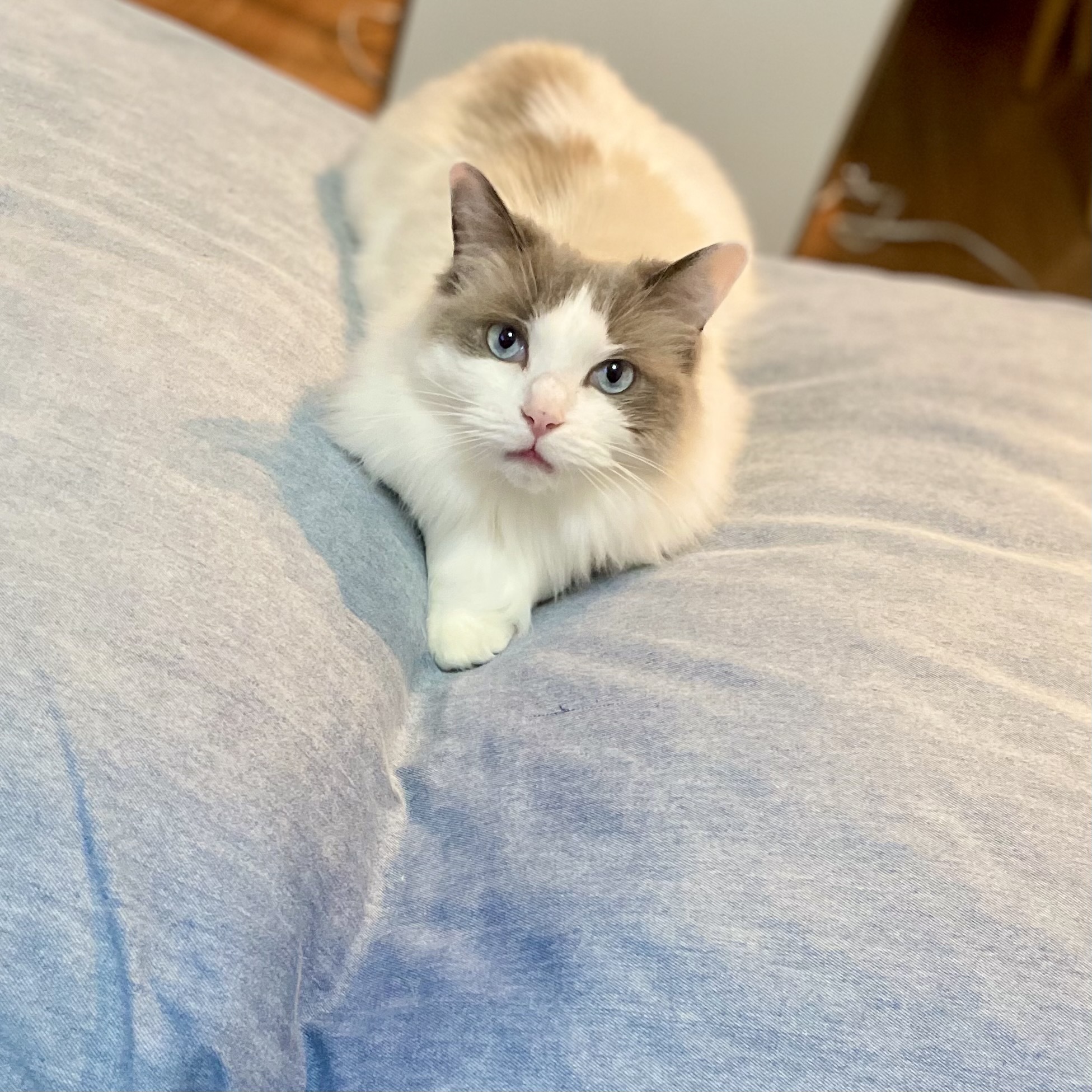 猫 上の子♡