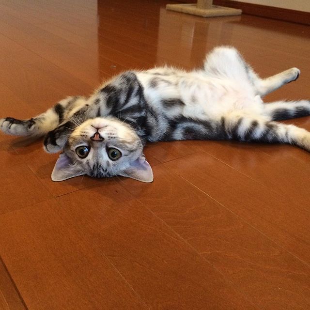 子猫のアラン