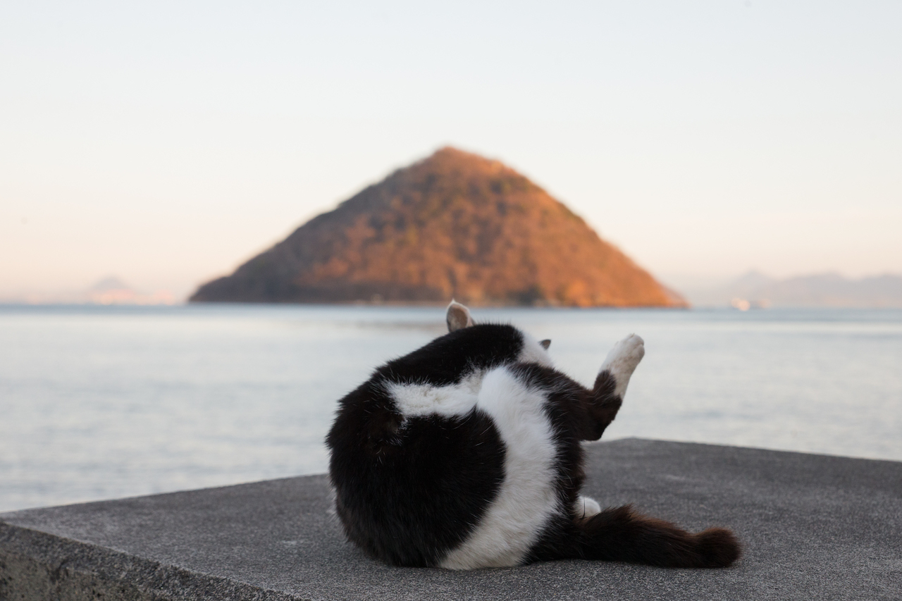 猫写真家 沖昌之の猫写真