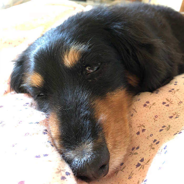 Mダックス フクちゃん dachshund fuku