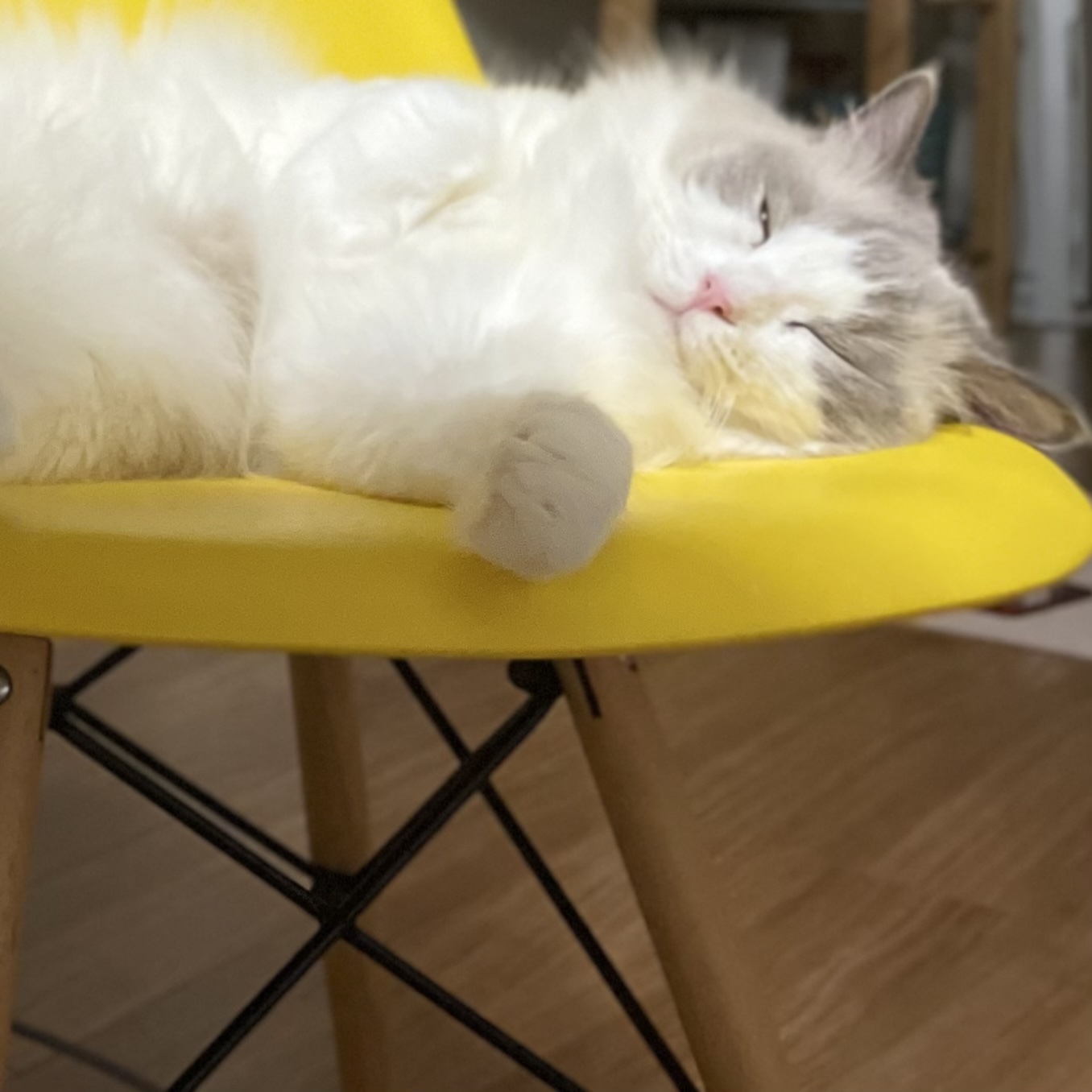 猫 下の子