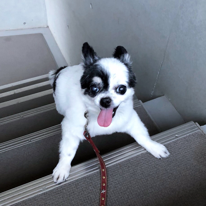 チワワ グミちゃん chihuahua gumi