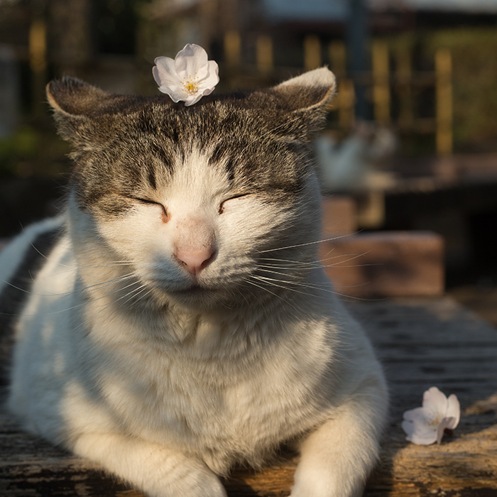 2月22日はねこの日|「水曜日のねこたちへ」年間人気ランキングTOP10_1_7