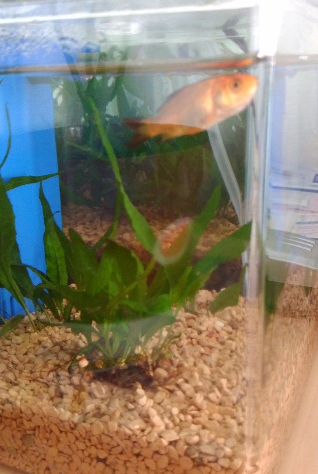 夏休み~母は生き物係編~_1_2
