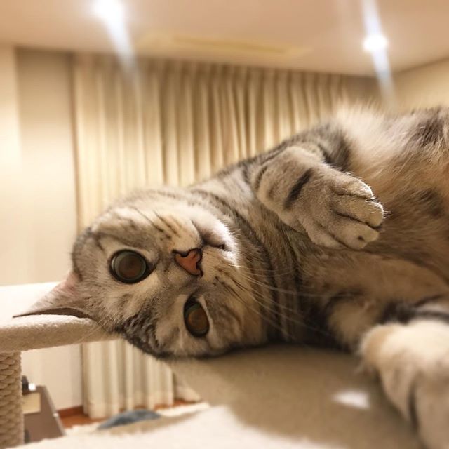 アランくんはあれに似てる脱力ポーズ⁉︎_1_2