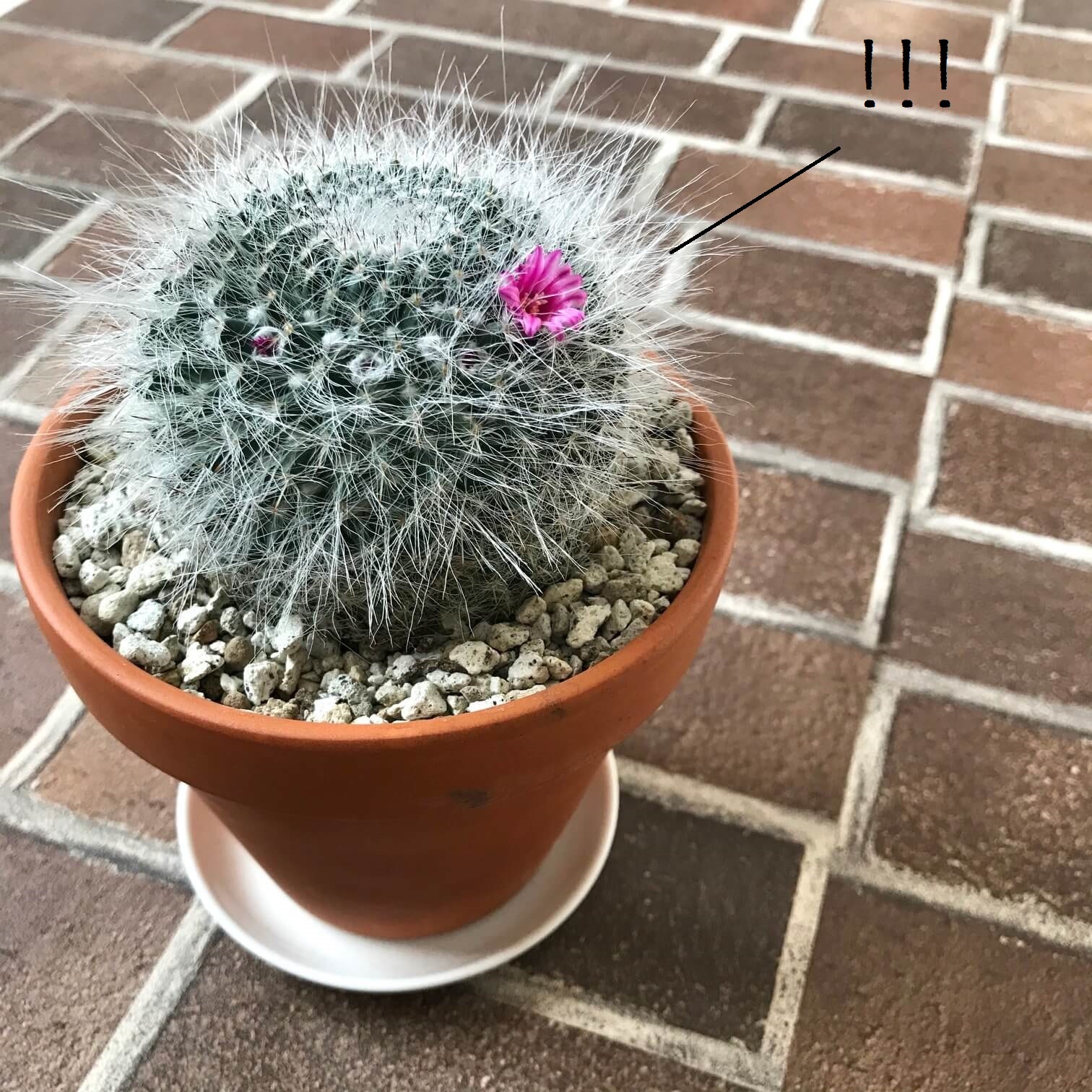 サボテンの花画像