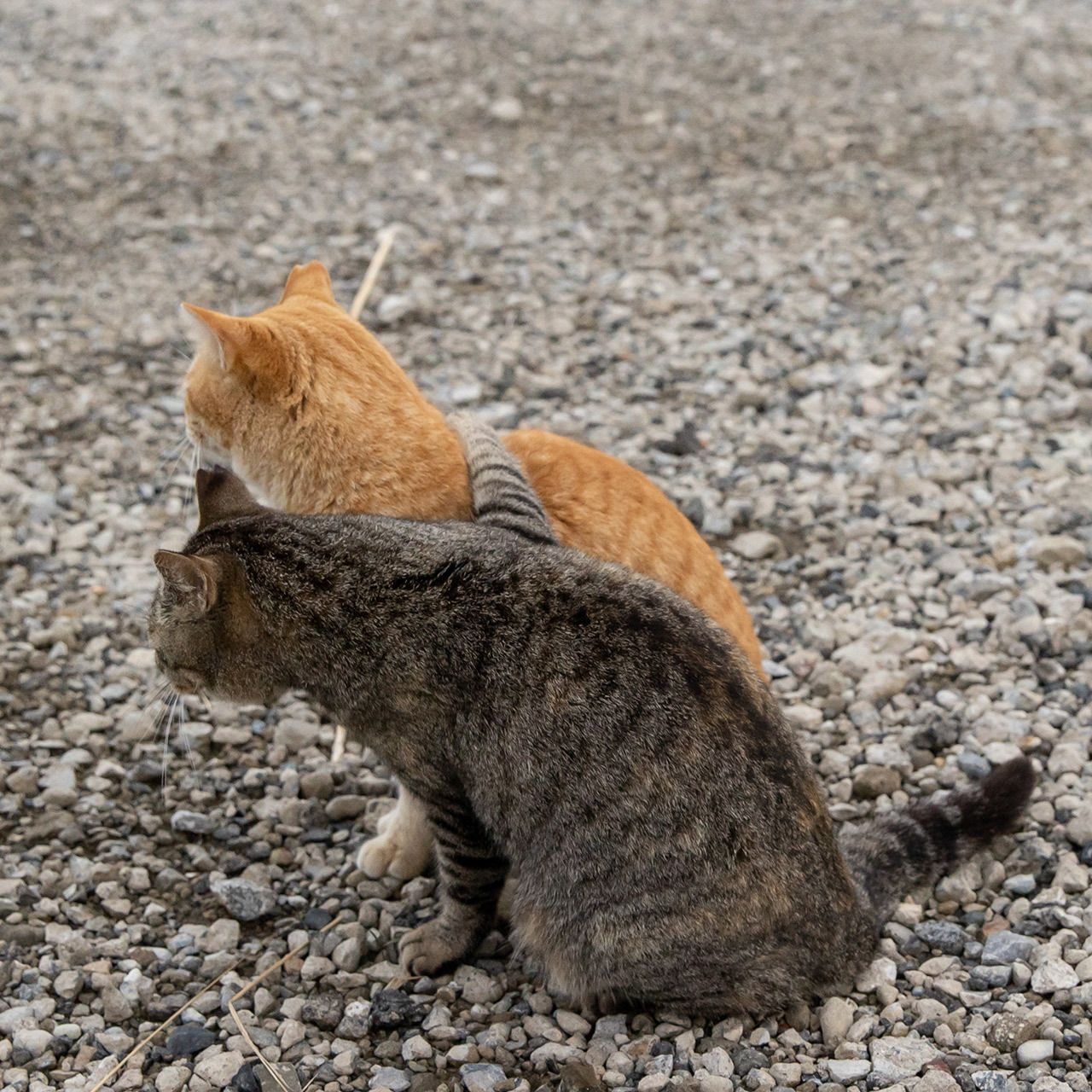 猫写真家 沖昌之の猫写真