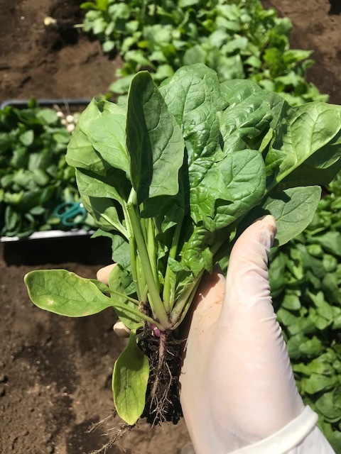 ベビーほうれん草はまずはサラダで。