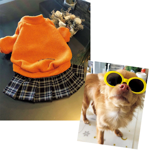 愛犬の服選びや お出かけに夢中!