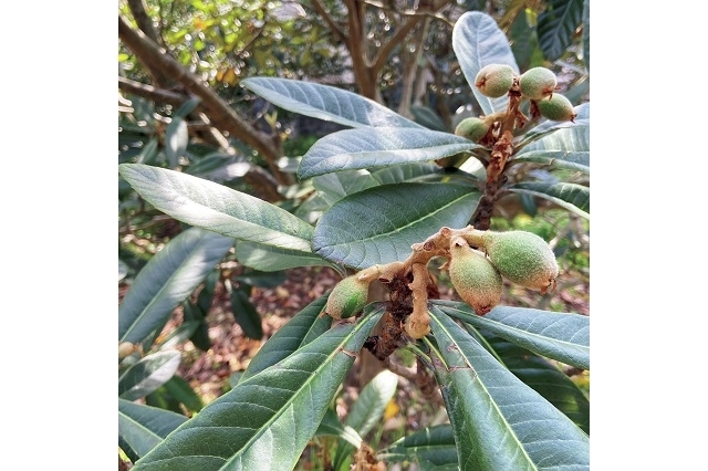 裏庭には土肥ならではの「白枇杷」の木々が植わる。ロクワットとは、枇杷の意味