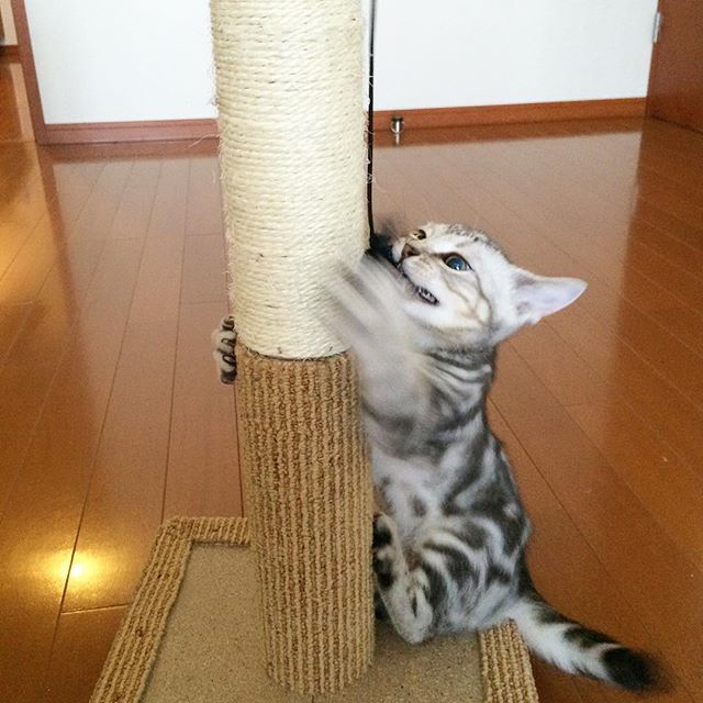 こどもの日_1_3