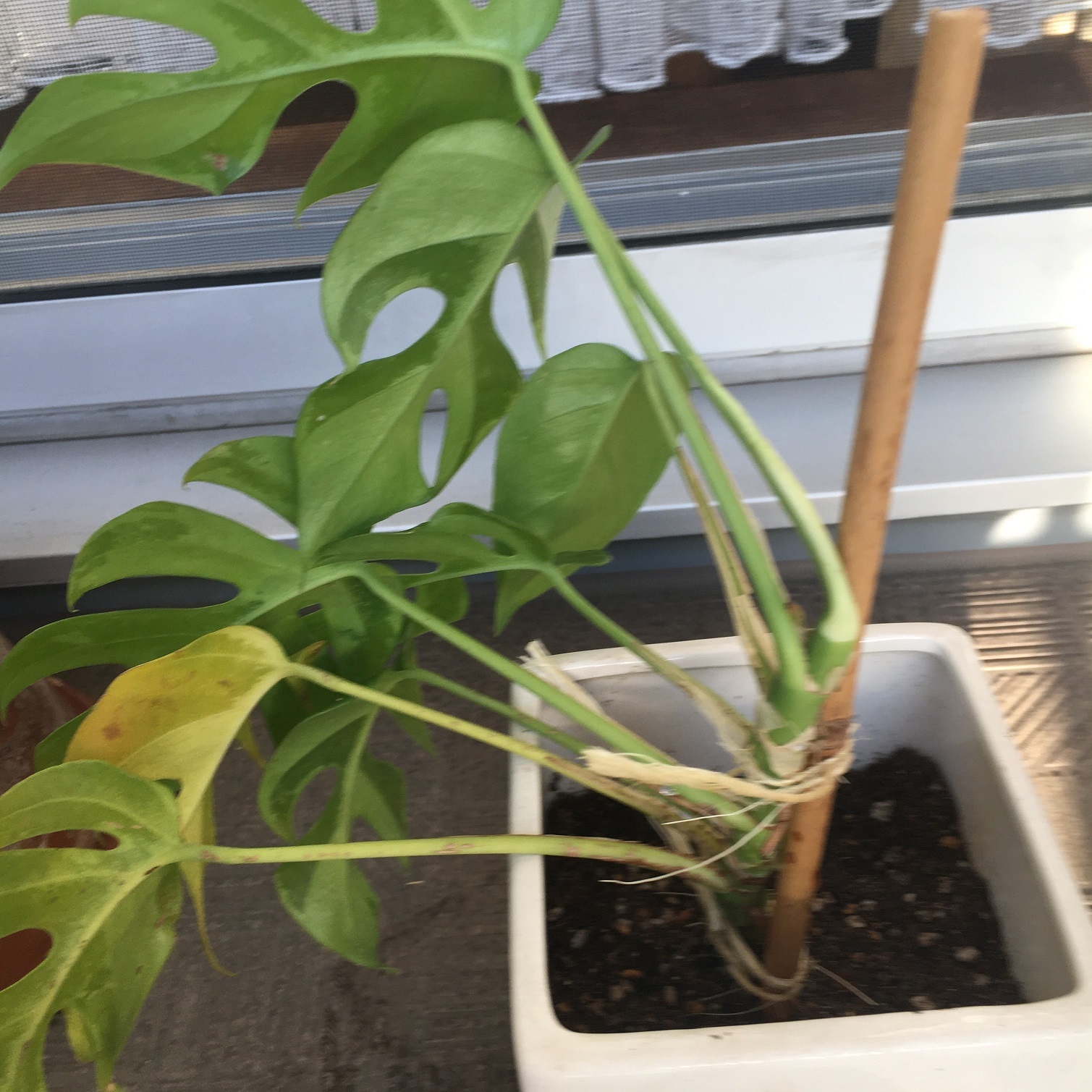 モンステラの植え替え チームjマダム ゆきのブログ チームjマダムブログ Web Eclat