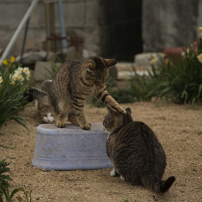 猫写真家 沖昌之の猫写真