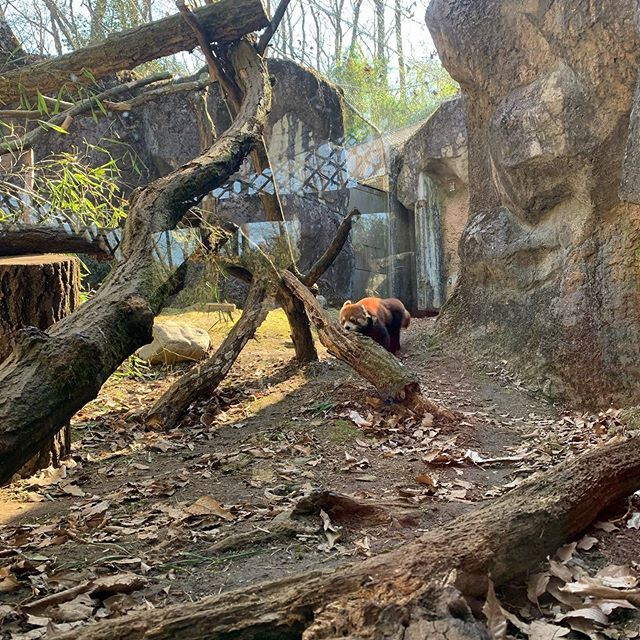 アルバムを振り返るたびに癒される可愛さ!多摩動物公園のレッサーパンダ_1_2