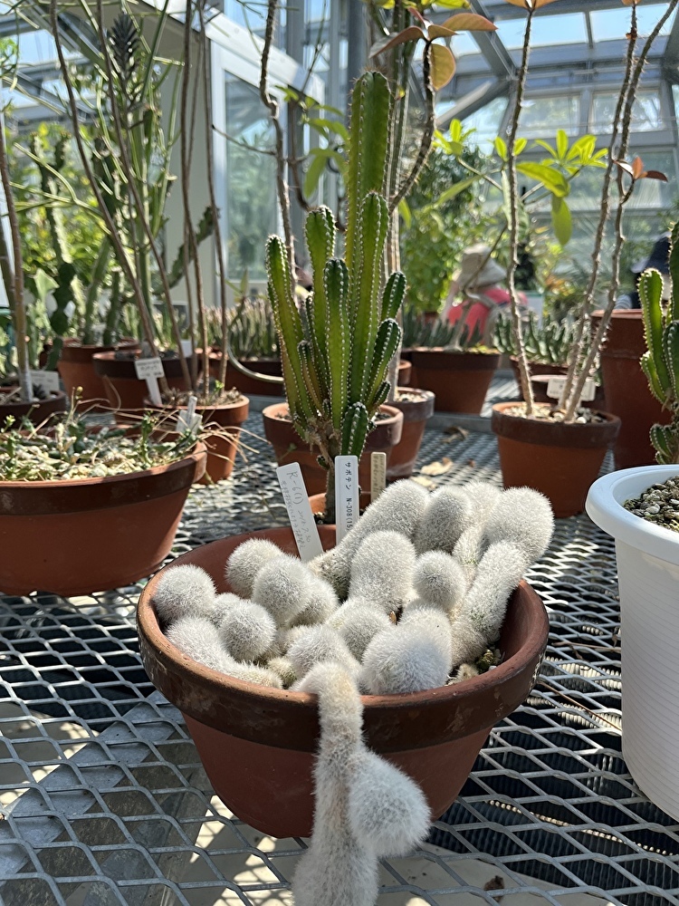 新緑の小石川植物園へ_1_8