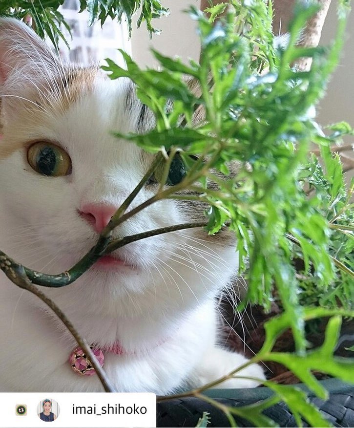 にゃんスタ写真 緑のすき間からチラっ!