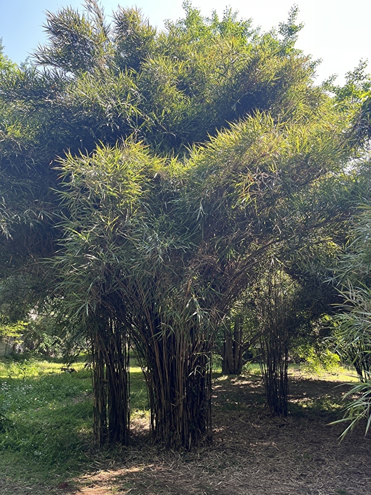 新緑の小石川植物園へ_1_18